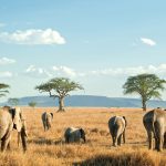 Tanzania_0001_Tanzania-Serengeti National Park-shutterstock_82512277